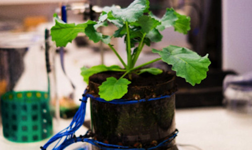 A potted plant with electrical wires surrounding its base