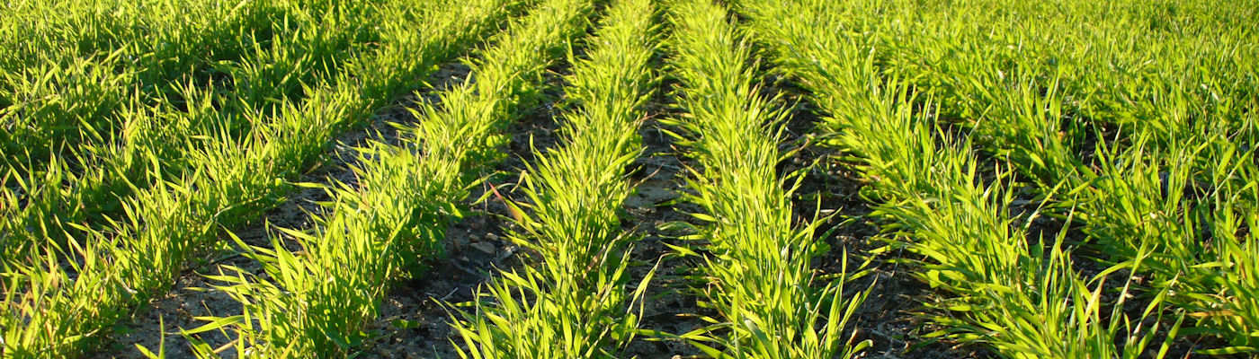 A field of green crops