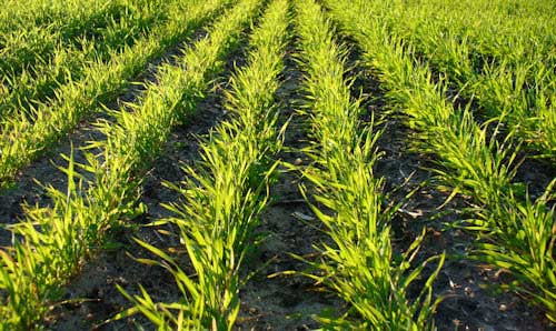 A field of green crops